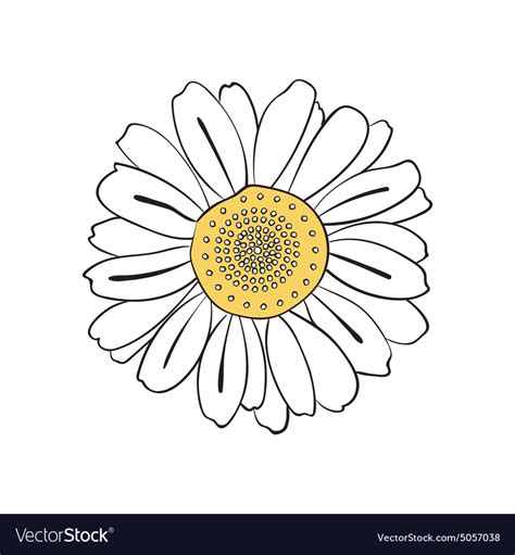 Hand Drawn Daisy Royalty Free Vector Image Vectorstock