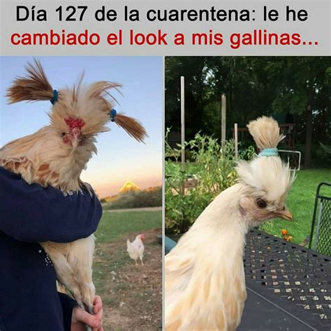 Día 127 De La Cuarentena Le He Cambiado El Look A Mis Gallinas Memes