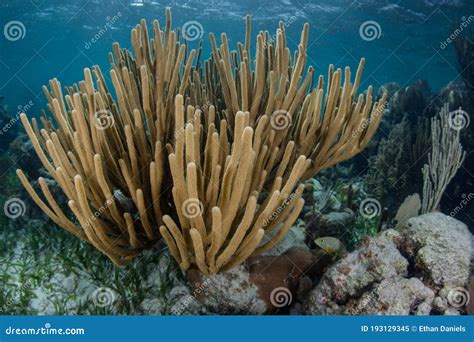 Gorgonian Growing On Coral Reef In Belize Stock Image Image Of Coral