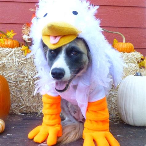 Crazy Chicken Costume For Dog Large Xxlarge By Cozy Pawz Etsy