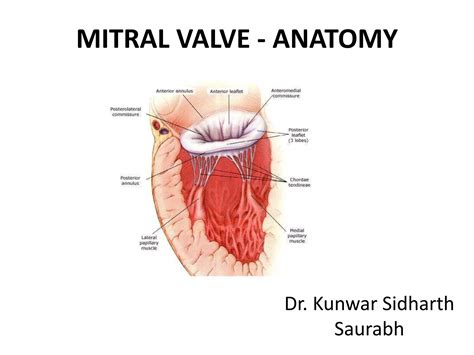 Mitral valve anatomy - ppt by kunwar sidharth | PPT