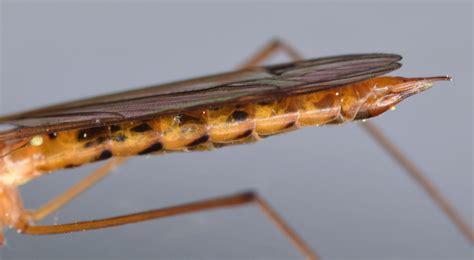 Tiger Crane Fly Nephrotoma Ferruginea Bugguide Net