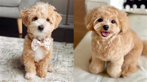 18 Adorable Maltese Mix Dog Breeds | Puppies Club