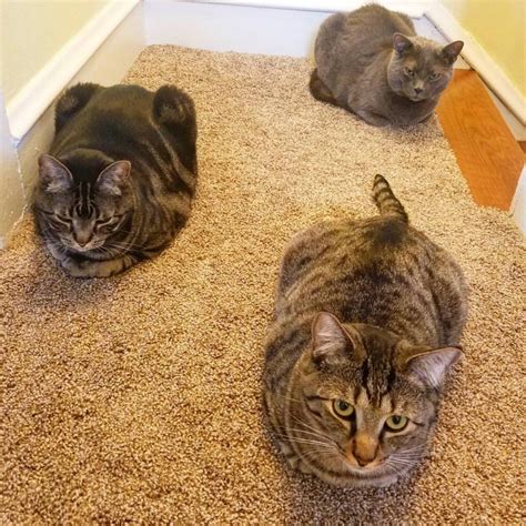 What Is A Cat Loaf Kitty Loaf