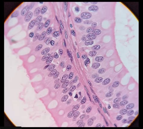 Anatomy And Physiology Lab Practical 1 Flashcards Quizlet