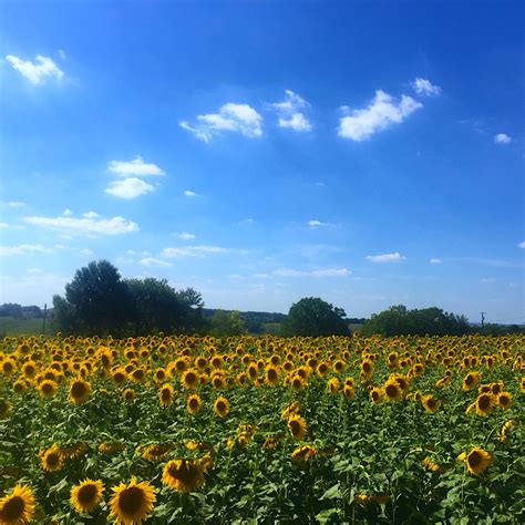 Sunflowers in France | Farmland, Outdoor, Travel