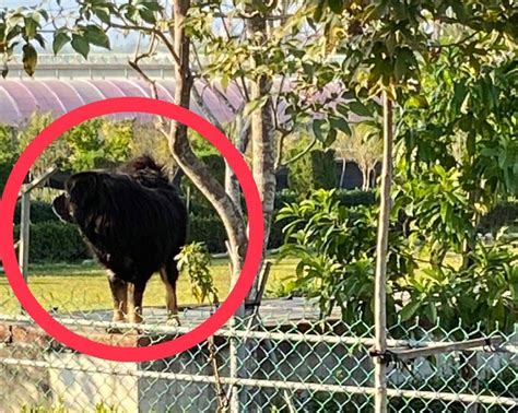 郵差送信遭獒犬狠咬四肢大出血 緊急送醫幸無危險 中廣新聞網 Line Today