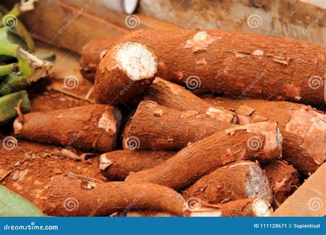 Cassava Yucca Or Manioc Stock Image Image Of Nature 111128671