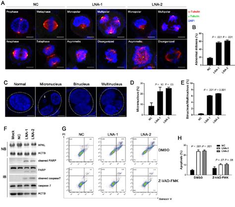 The Role Of Apalst8sia6 As1 Lncrna In Plk1 Activation And Mitotic