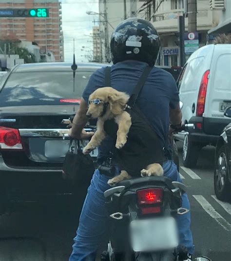 Filhote De Cachorro Flagrado Culos De Sol Em Garupa De Moto