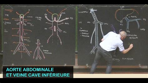 Anatomie de l aorte abdominale et de la veine cave inférieure Abdomen