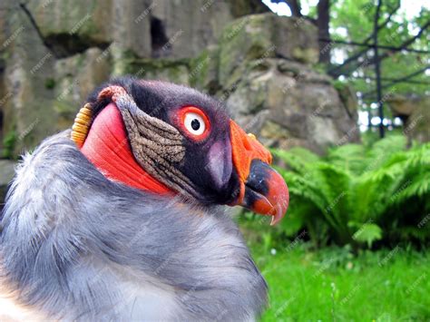 Gros Plan Sur Le Vautour Royal Oiseau Prédateur Inhabituel Aux