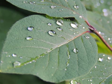 Fotos gratis árbol naturaleza rama hoja flor verde botánica