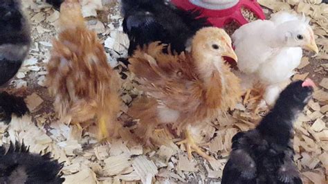 Frizzle Cochin Chickens At 4 Weeks Old Youtube