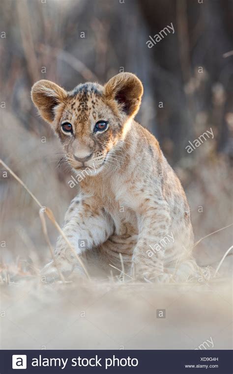 Baby Lion Cubs Stock Photos & Baby Lion Cubs Stock Images - Alamy