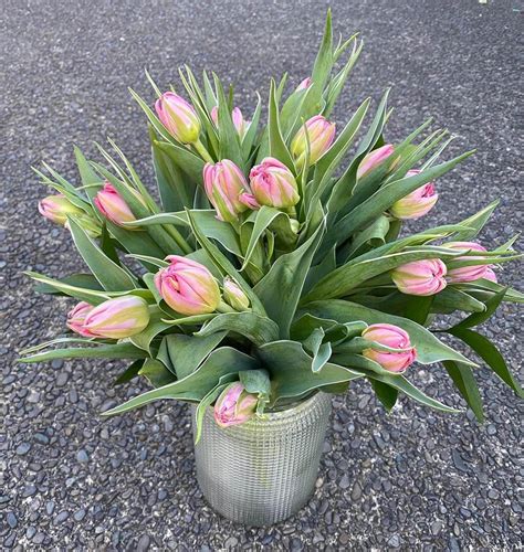 Beautiful Tulips - The Flower Boutique