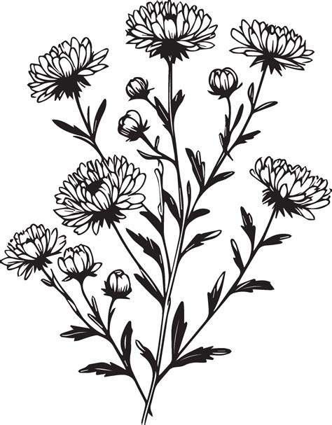 Realistic Aster Flower Coloring Pages Aste Tattoo Drawing Aster