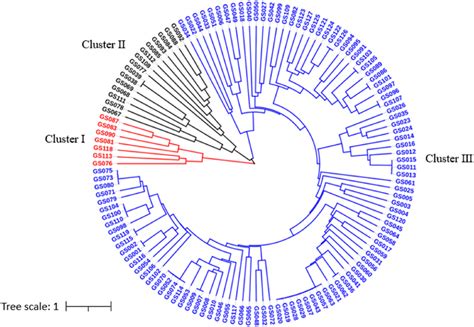 UPGMA Dendrogram Demonstrating Genetic Relationships Among 127 Garlic