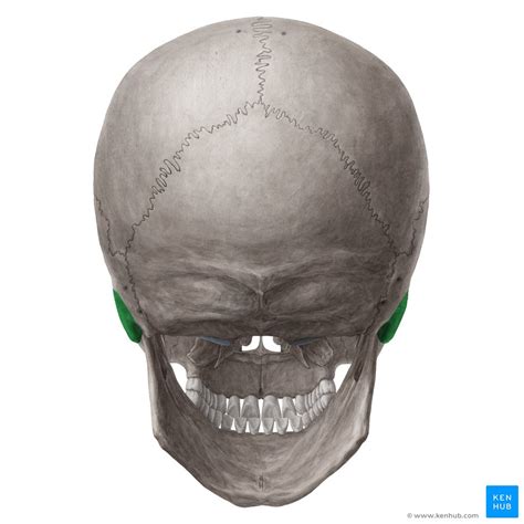 Posterior And Lateral Views Of The Skull Anatomy Kenhub