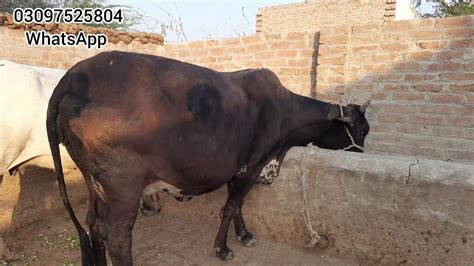 Beautiful Pure Sahiwal Chulistani Cross Cow For Sale In Pakistan On