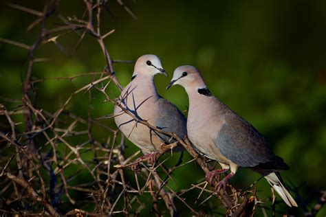 Cape Turtle Doves Wild South Africa Kruger National Park Leon