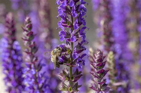 Violet Blooming Lavender Plant With Bee Looking For Nectar Stock Photo