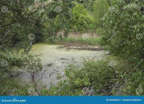 The Dried Tree Fell Into The Swamp Stock Photo Image Of March