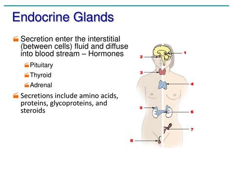 Ppt Epithelial Tissue Powerpoint Presentation Free Download Id 9101445