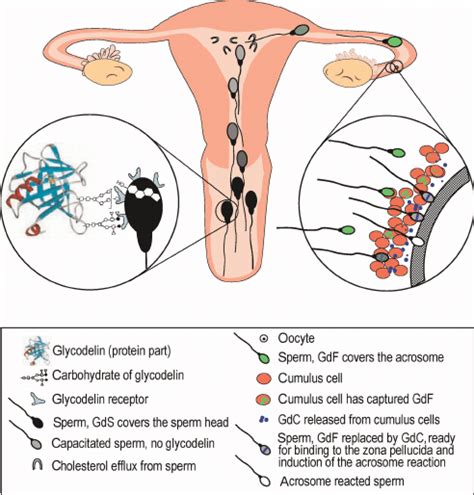 Many roles of glycodelin isoforms in sperm function Spermatozoa undergo ...