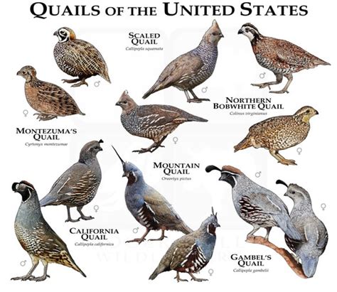 Quail of the United States Poster Print/field Guide - Etsy