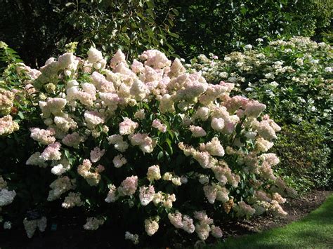 Hydrangea paniculata 'Vanilla Fraise' at RHS Wisley | Hydrangea ...