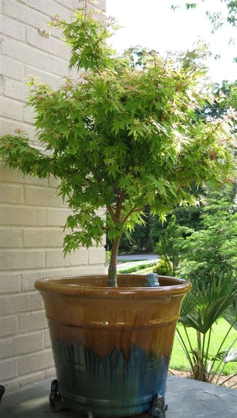 Coral Bark Japanese Maple Plant Care Growing Basics Water Light