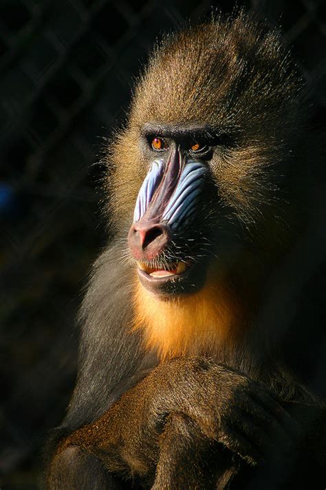 Old World Monkey Creationwiki The Encyclopedia Of Creation Science