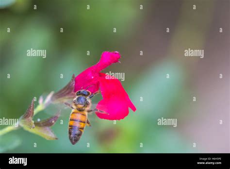 Killer bee stinging hi-res stock photography and images - Alamy