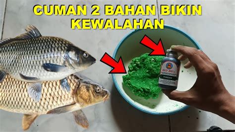 Modal Umpan Roti Basi Tanpa Essen Paling Jitu Buat Ikan Mas Babon