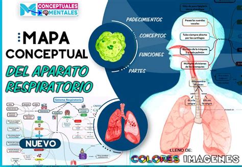 Aparato Respiratorio Visto Desde Un Mapa Conceptual Mapa Conceptual