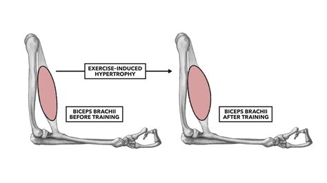 Sarcoplasmic Hypertrophy Workout Plan | EOUA Blog