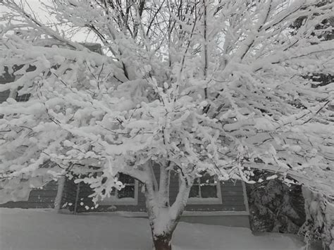 Fresh snow on trees : r/natureporn