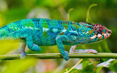 Blue Lizard Wallpapers Top Free Blue Lizard Backgrounds Wallpaperaccess