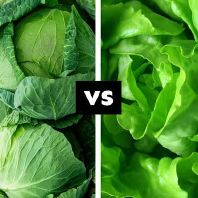 Cabbage vs. Lettuce: Which Is Better? (With Photos!) | Live Eat Learn