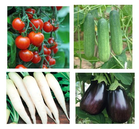 Super Combo of Hybrid Vegetable seeds - pack of 20 seeds mix