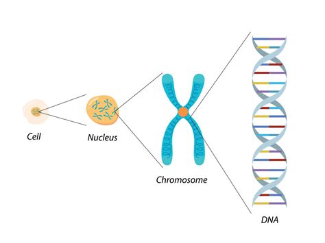 Structure of Cell, Chromosome and DNA. Molecular biology 12324911 ...