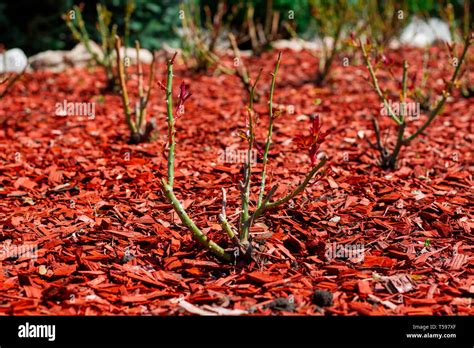 Red Mulch Red Mulch Flower Beds