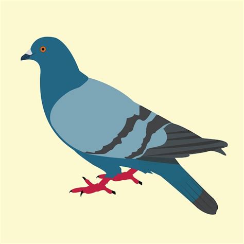 Premium Vector Pigeonvector