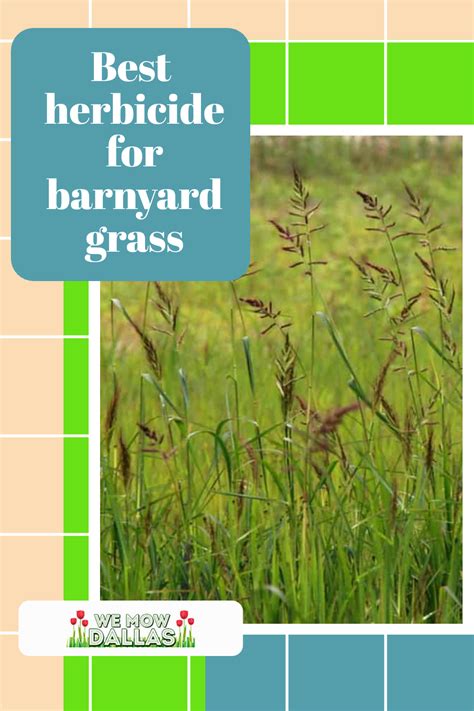 How To Get Rid Of Barnyard Grass In 4 Simple Steps Artofit