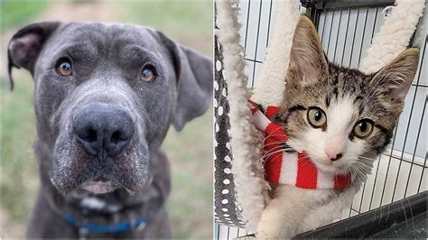 Tampa Bay Area Pets Available For Adoption