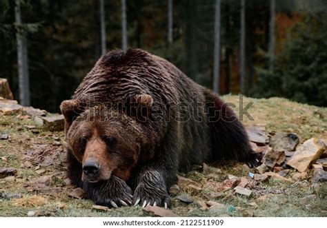 21 Eurasian Brown Bear Hibernation Images, Stock Photos & Vectors ...