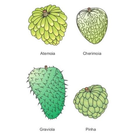 Fruta Do Conde Veja Os Seus Benef Cios Propriedades Cultivo