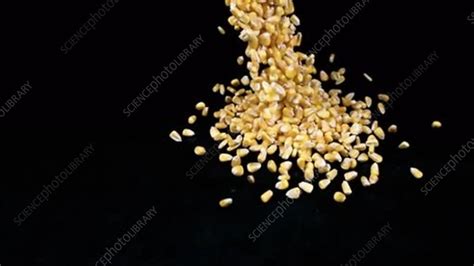 Corn kernels falling, slow motion - Stock Video Clip - K007/0063 - Science Photo Library