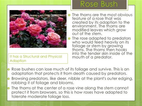 Adaptations powerpoint-science